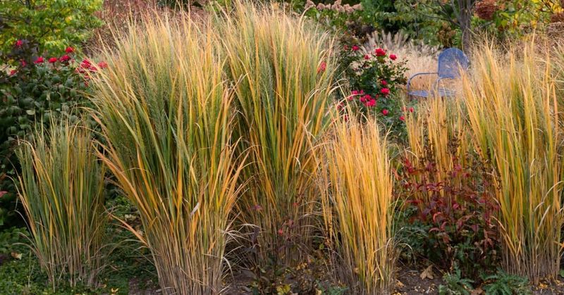 Native Seed Collection