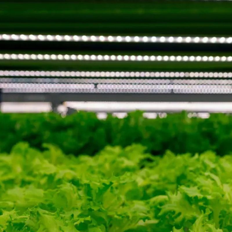 Timed Grow Light Systems