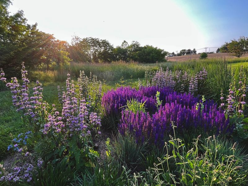 Strategic Division Of Perennials