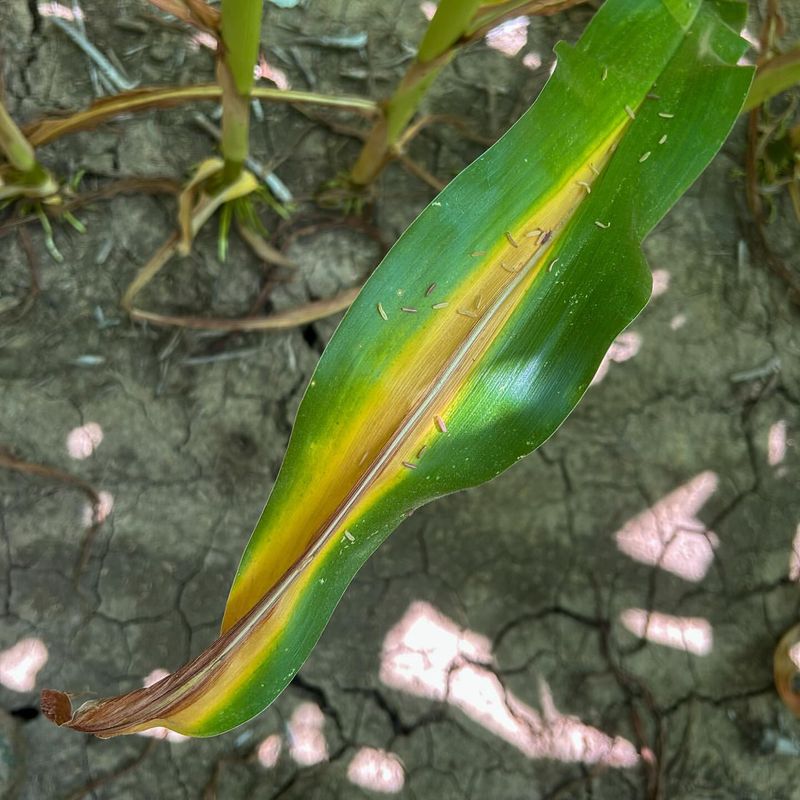 Rapid Improvement After Fertilizing