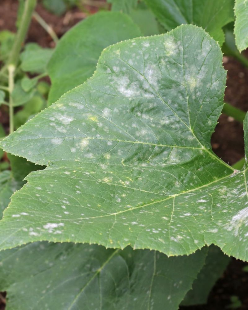 Powdery Mildew Fighter