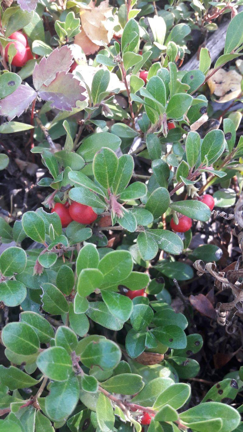 Bearberry (Arctostaphylos)