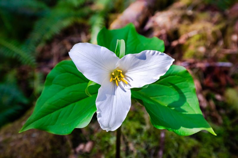 Trillium: Native Woodland Jewel