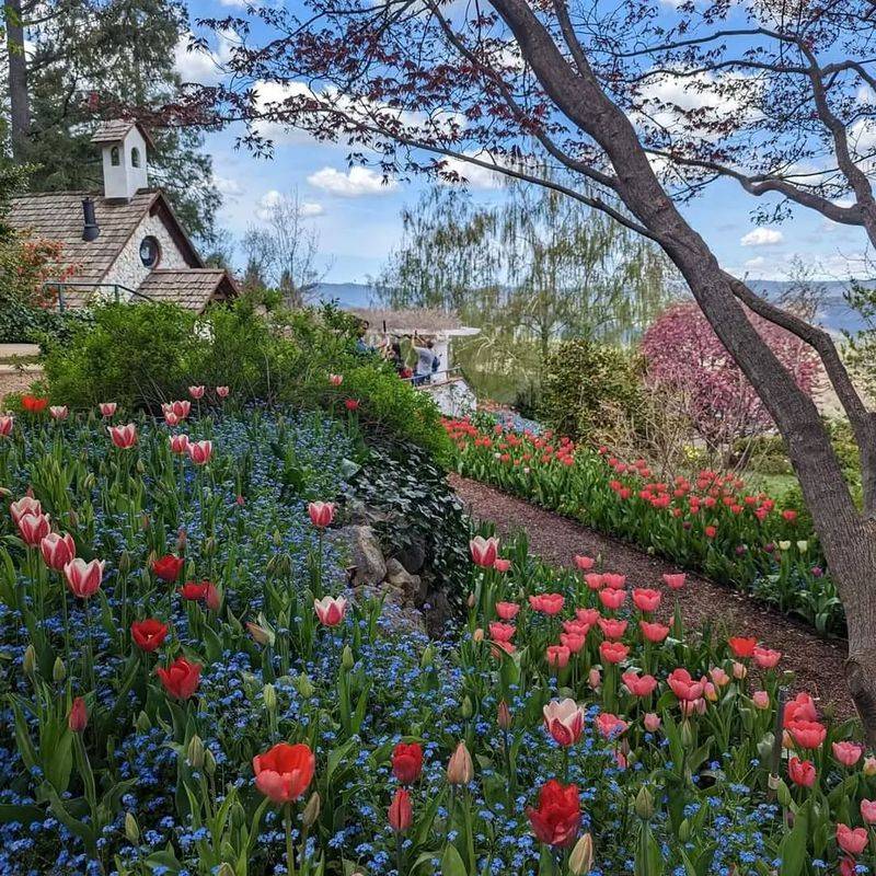 Nevada City's Gold Country Tulip Display