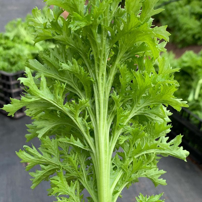 Wasabi