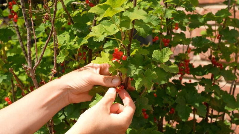 Tangy Currants