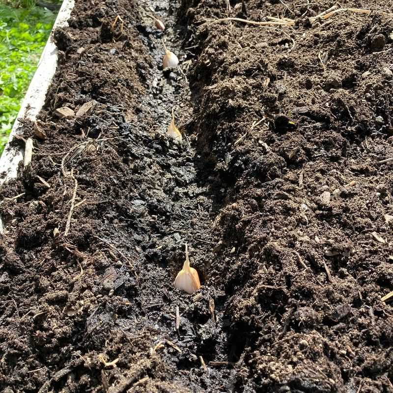 Prepare Soil By Mid-September