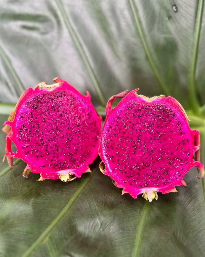 Dragon Fruit