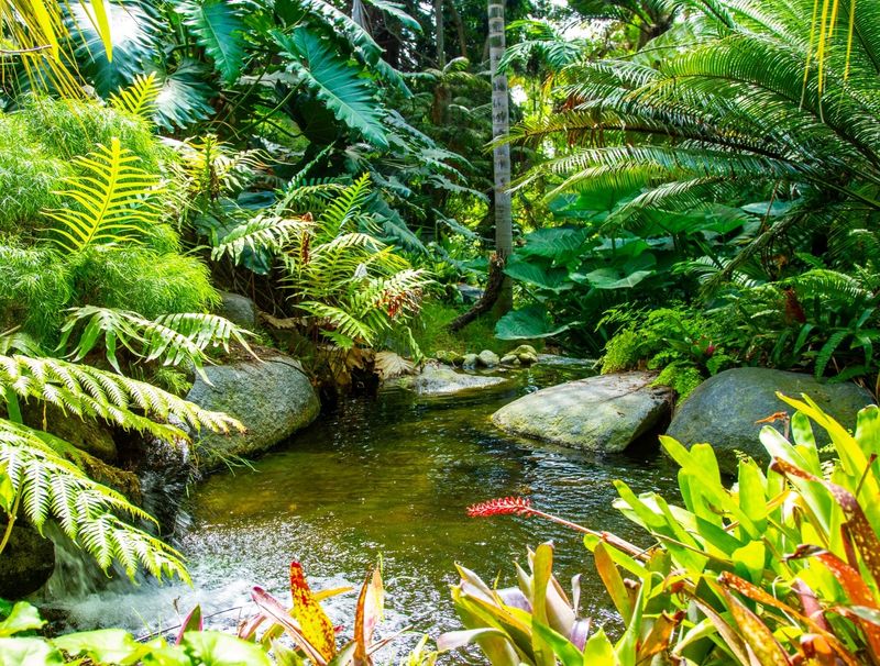 Palm Canyon: Towering Tropical Giants