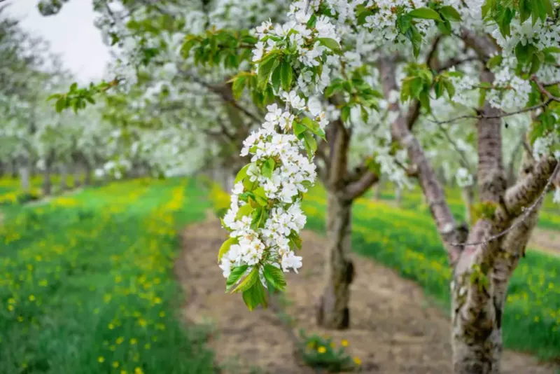 Fennville's Apple Orchards And Dahlia Displays