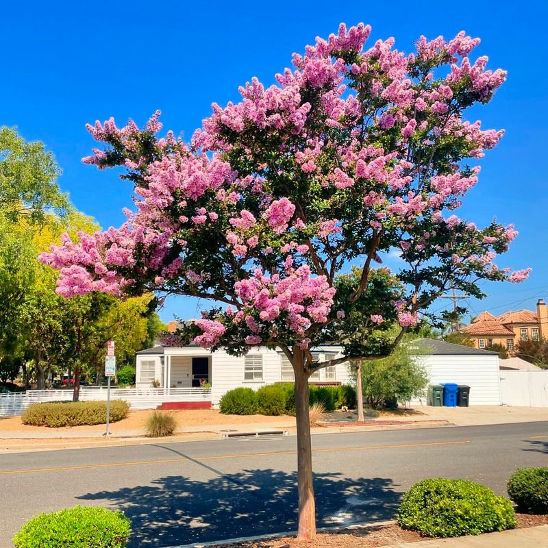 Crape Myrtle
