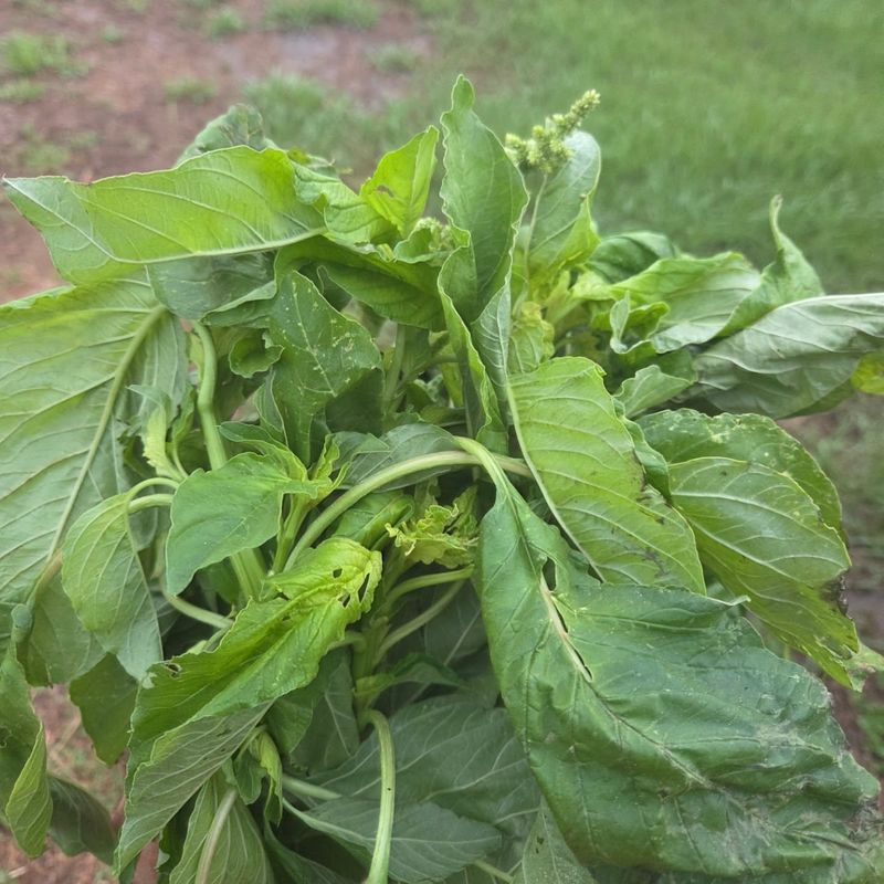Callaloo