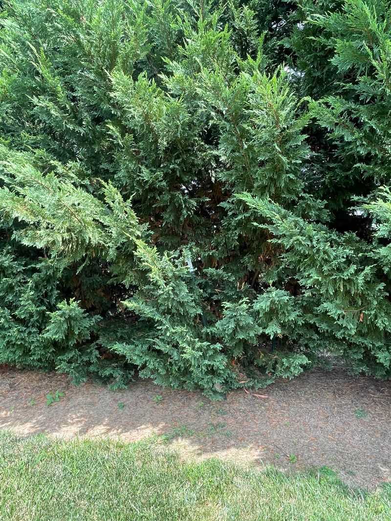 Leyland Cypress