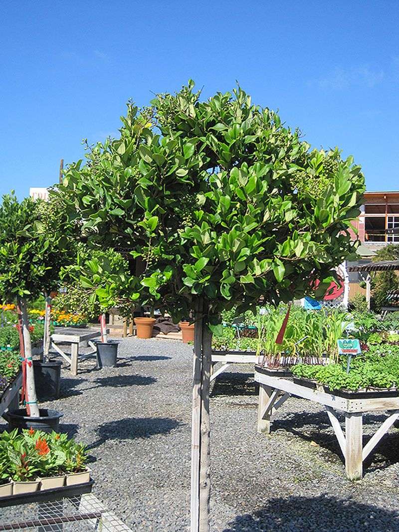 Japanese Privet (Ligustrum japonicum)