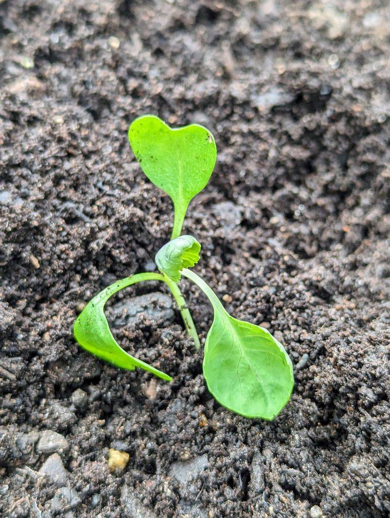 Plant Fall Brassicas Immediately