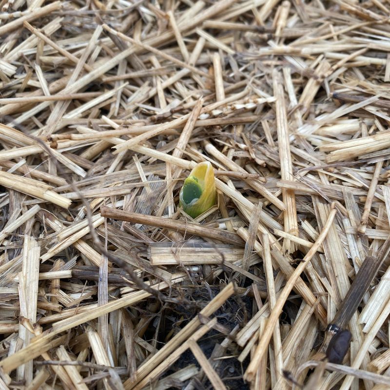 Apply Protective Mulch Strategically