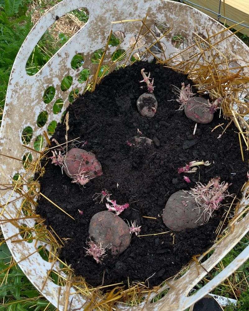 Perfect Drainage Prevents Rot