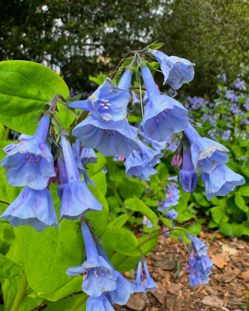 Ecological Impact: Native Vs. Invasive