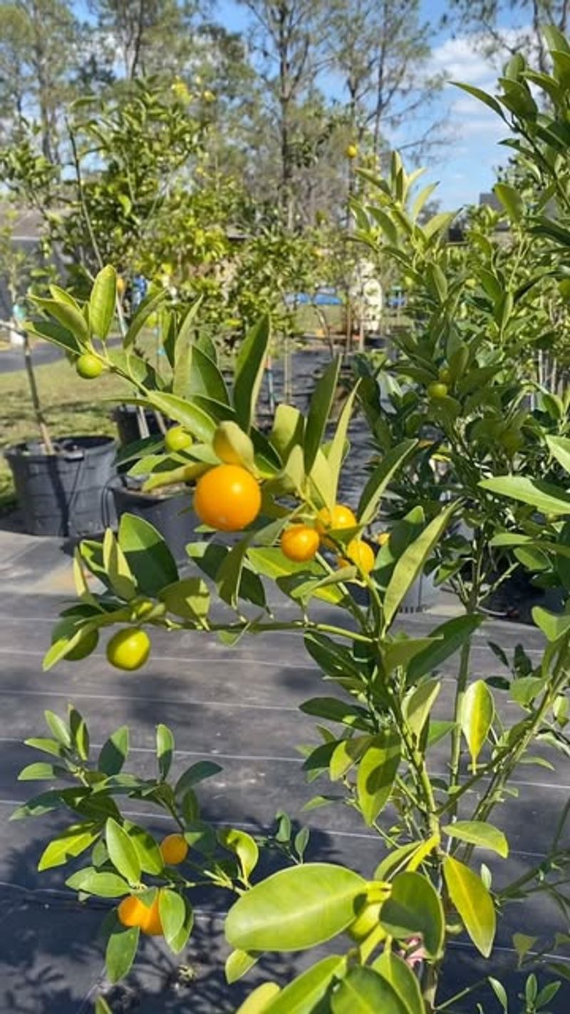 Citrus Trees: Edible Elegance
