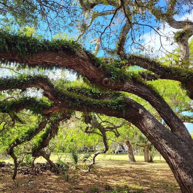 Urban Tree Improvement Initiative