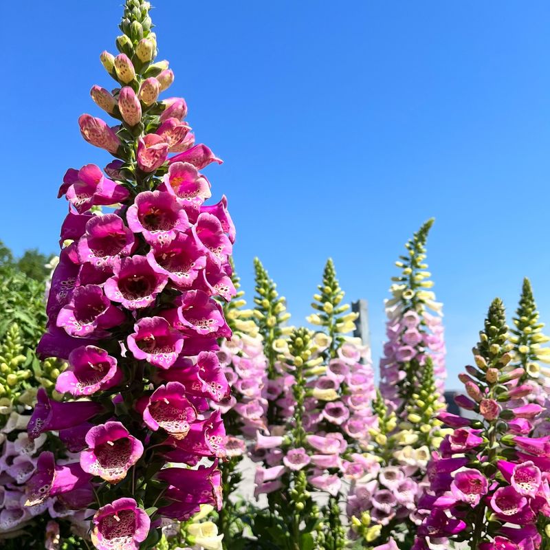 Signature Garden Tours