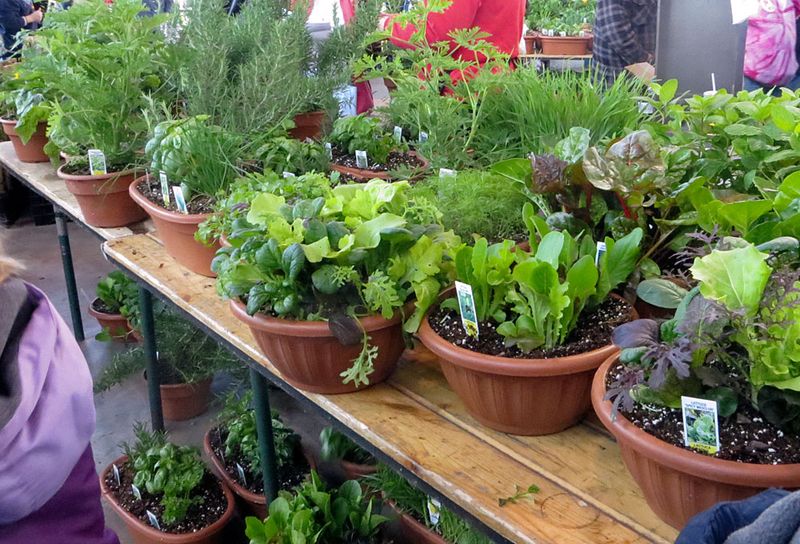 Potted Garden Plants For Home Growing