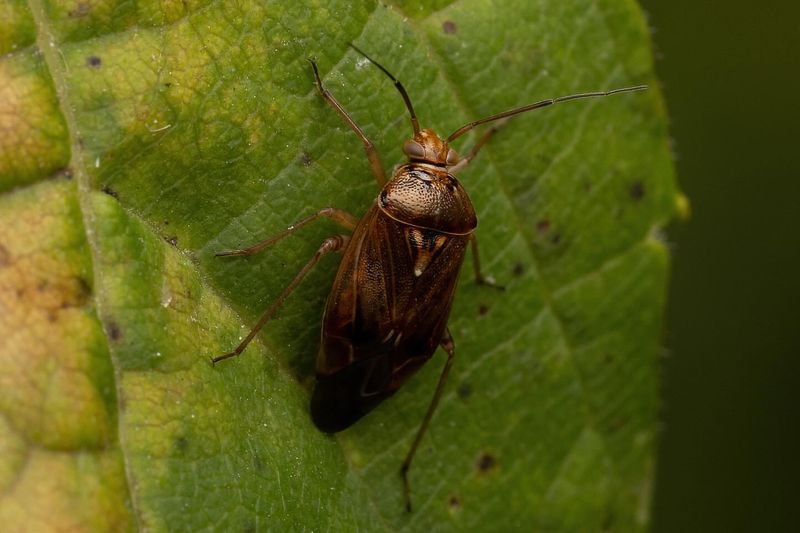 Tarnished Plant Bugs