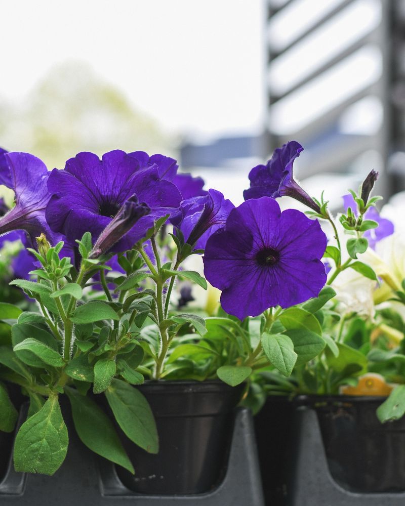 Petunias