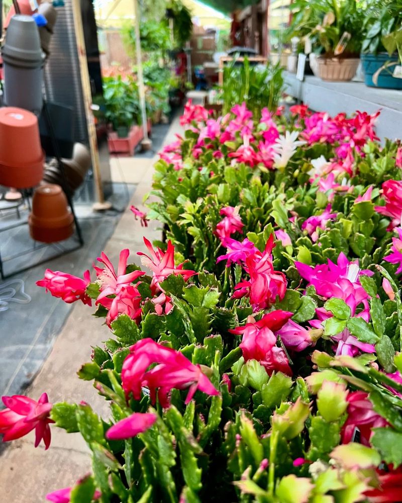 Christmas Cactus