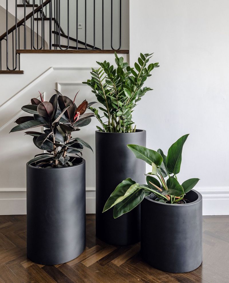 Rubber Plant