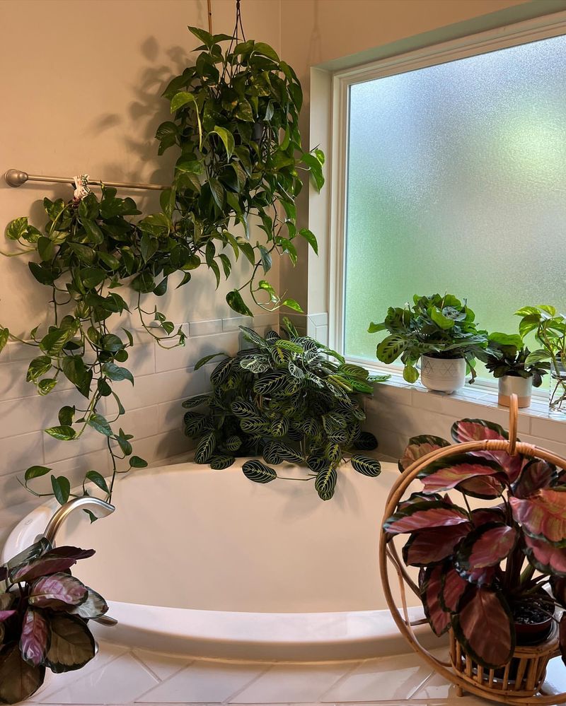 Pothos