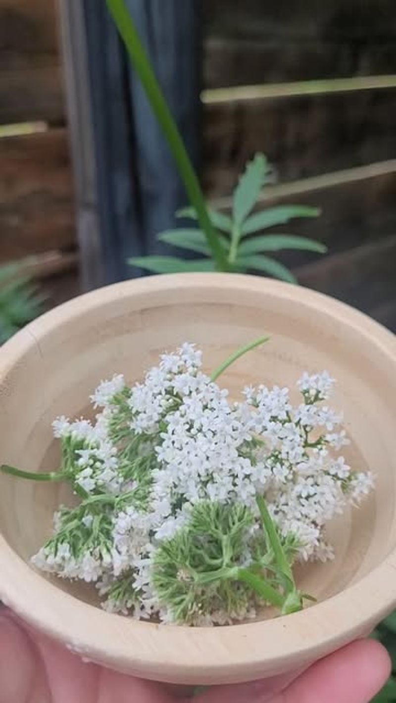 Valerian