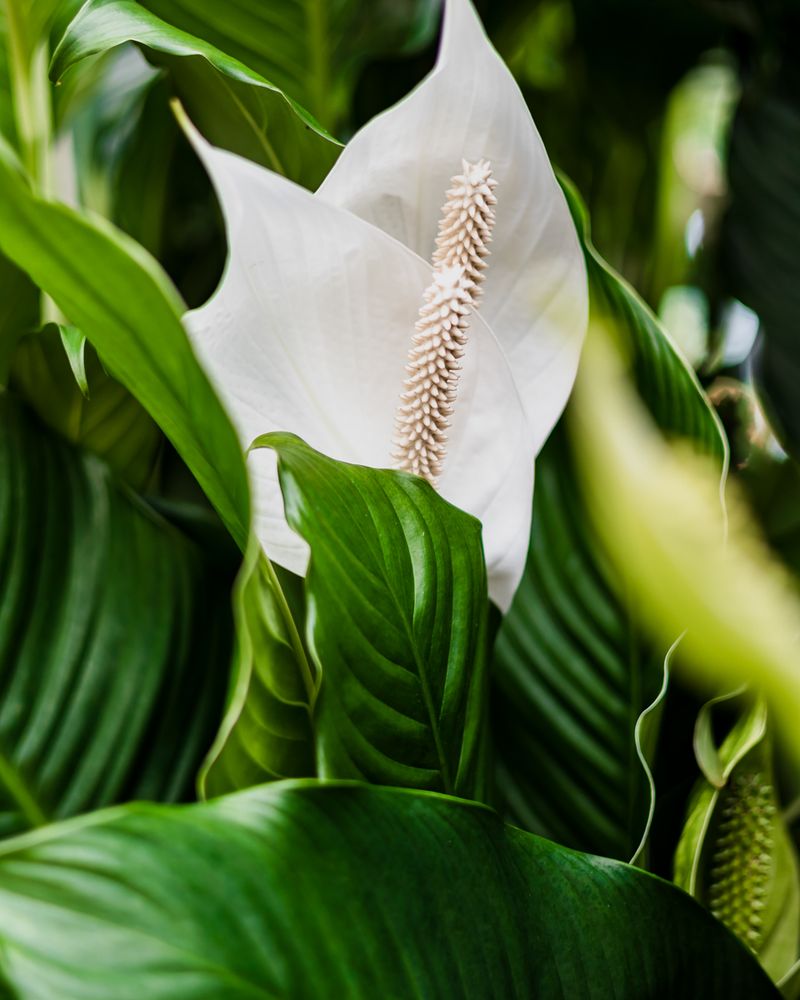 Peace Lily (Spathiphyllum)