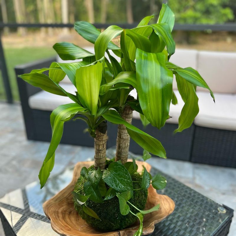 Dracaena (Dracaena fragrans)