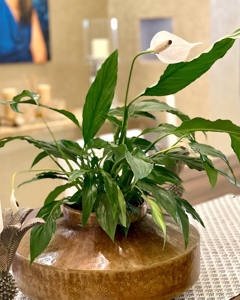 Peace Lily: Elegant Toxin Fighter