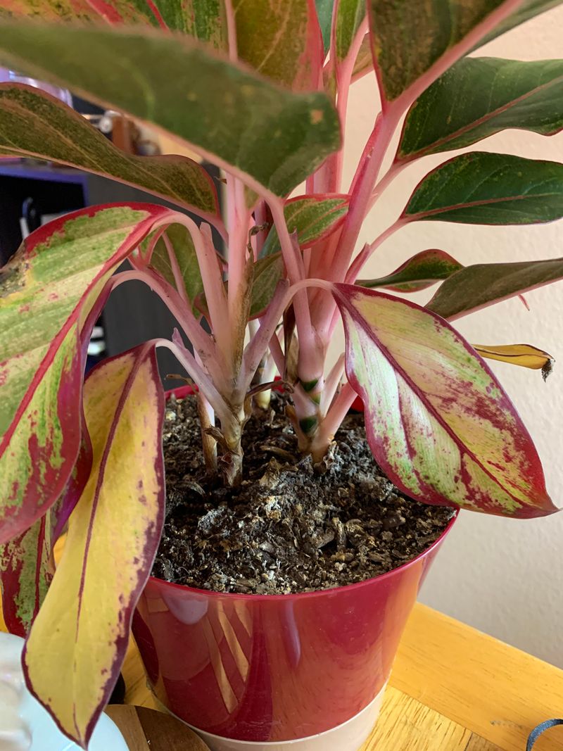 Chinese Evergreen Likes It Moderate
