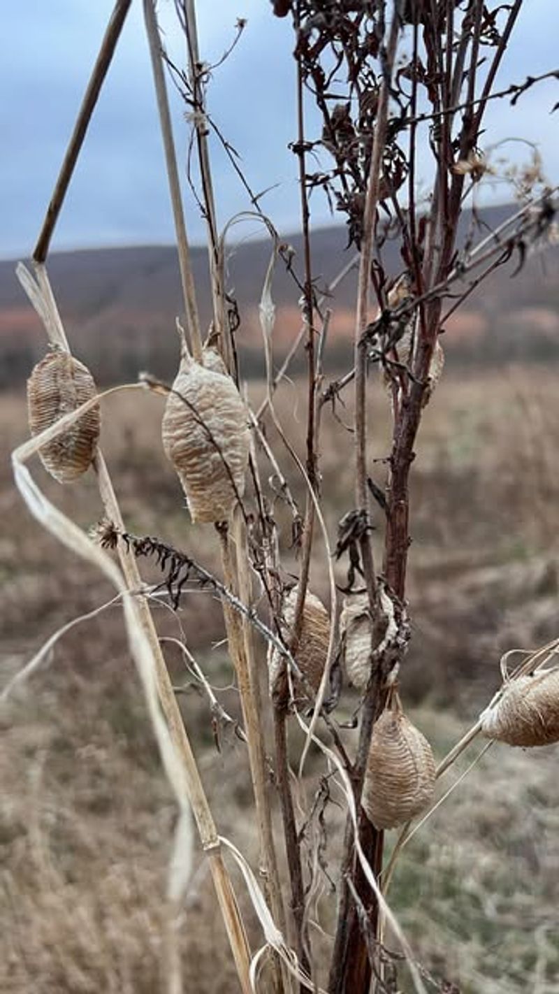 Praying Mantis Egg Cases