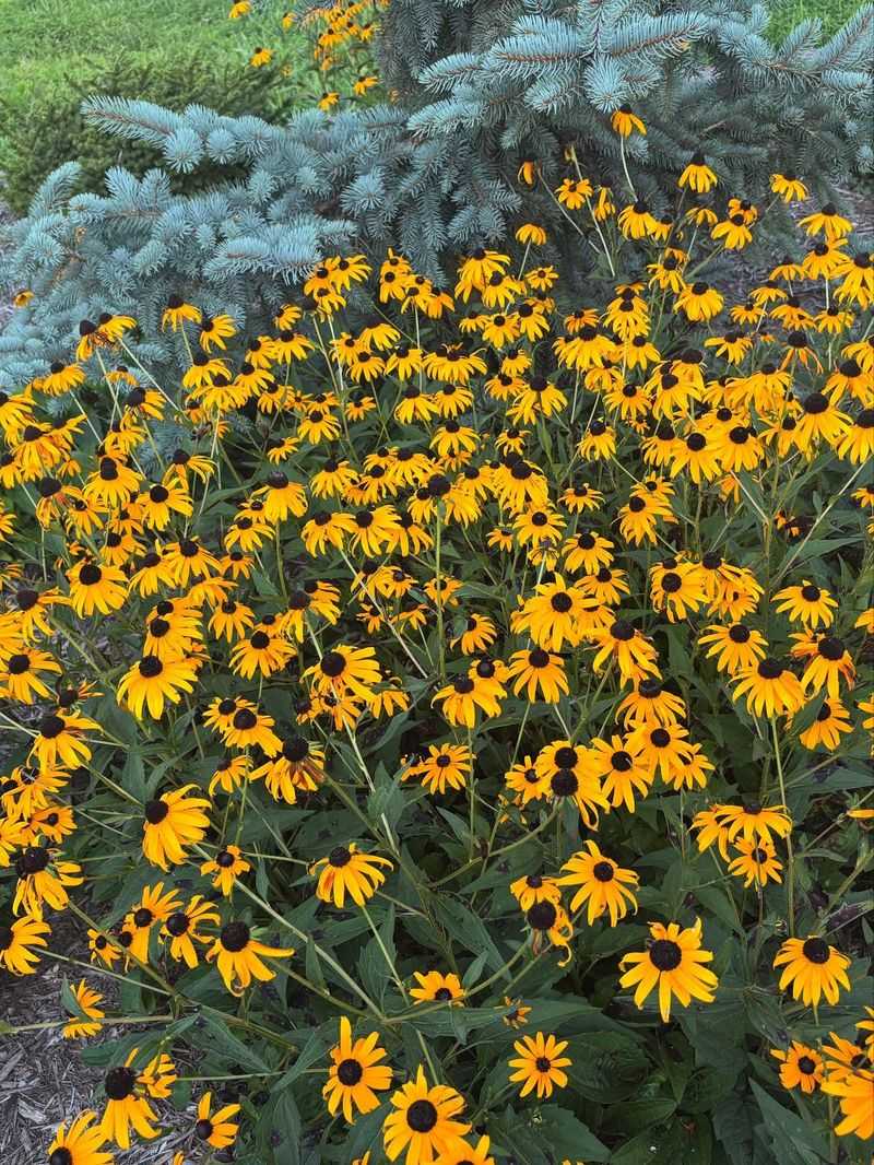 Black-Eyed Susan