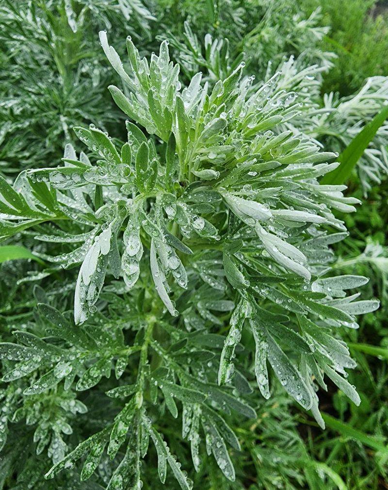 Bitter Wormwood