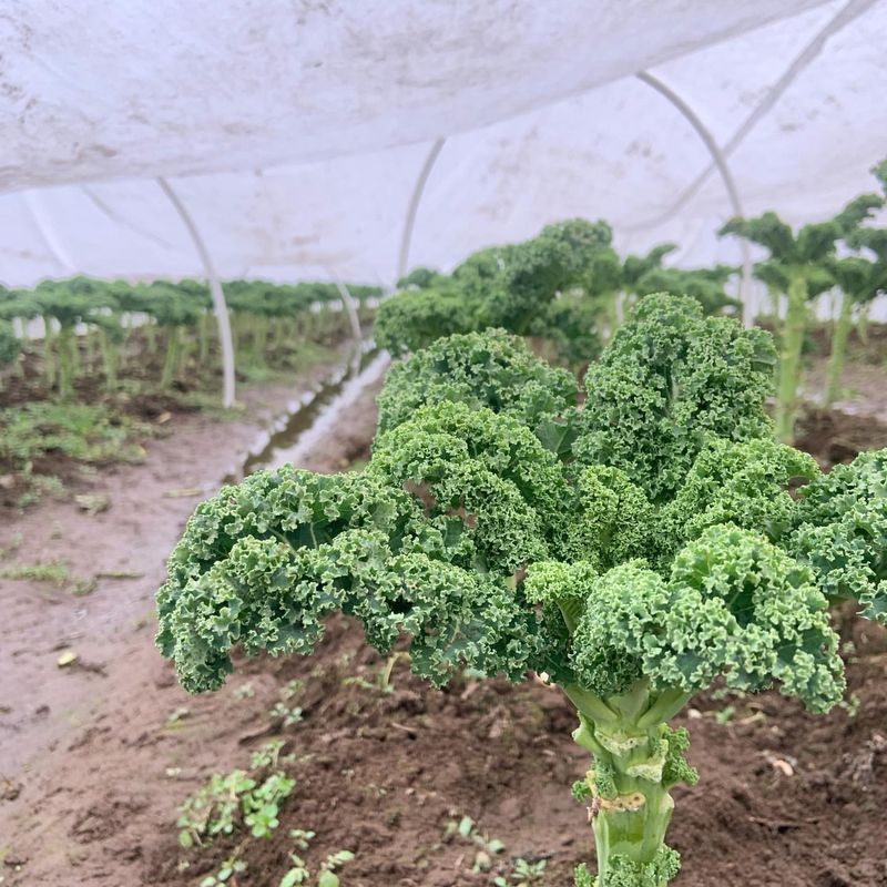 Kale
