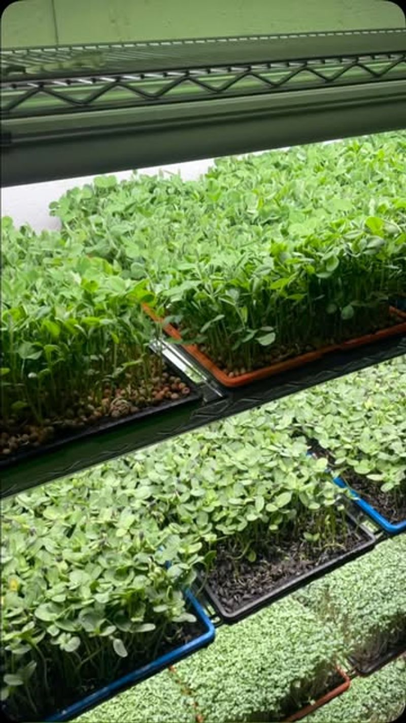 Microgreens
