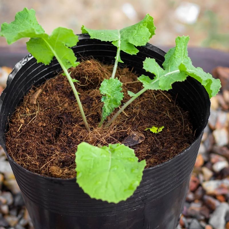 Kale