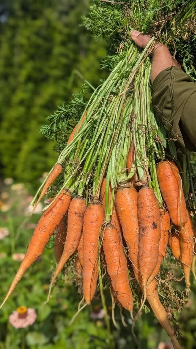 Carrots
