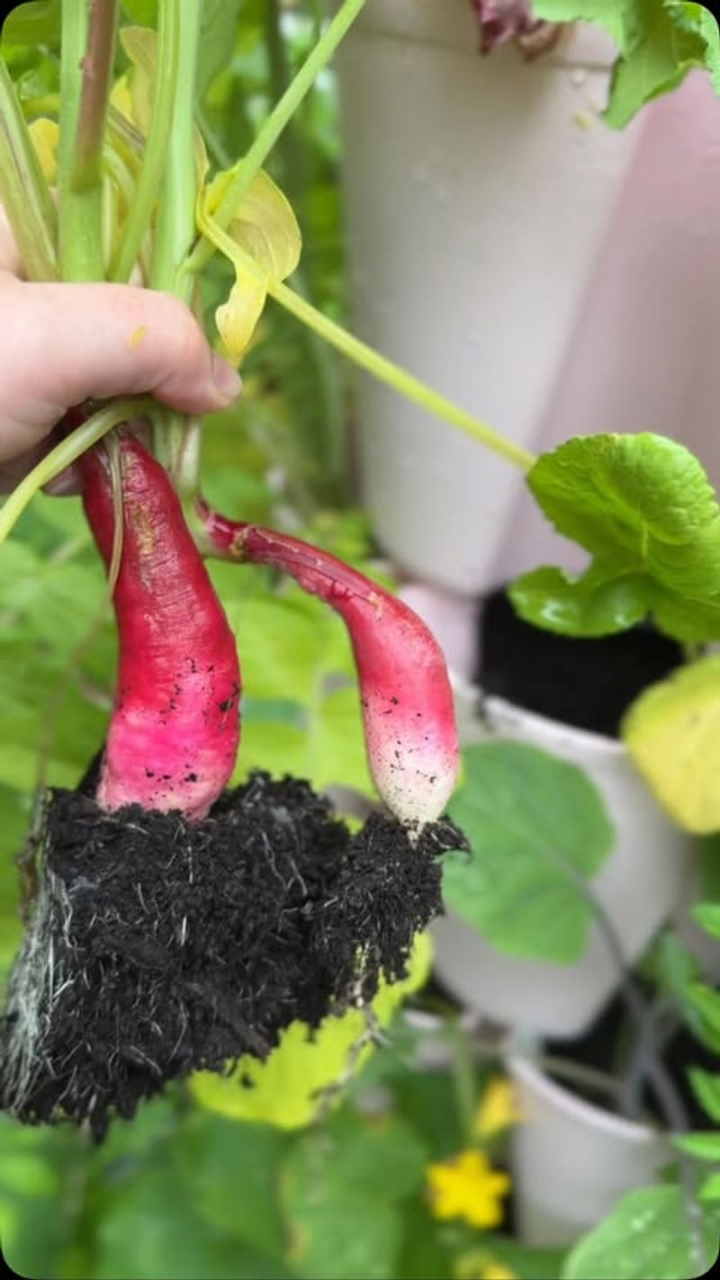 Radishes