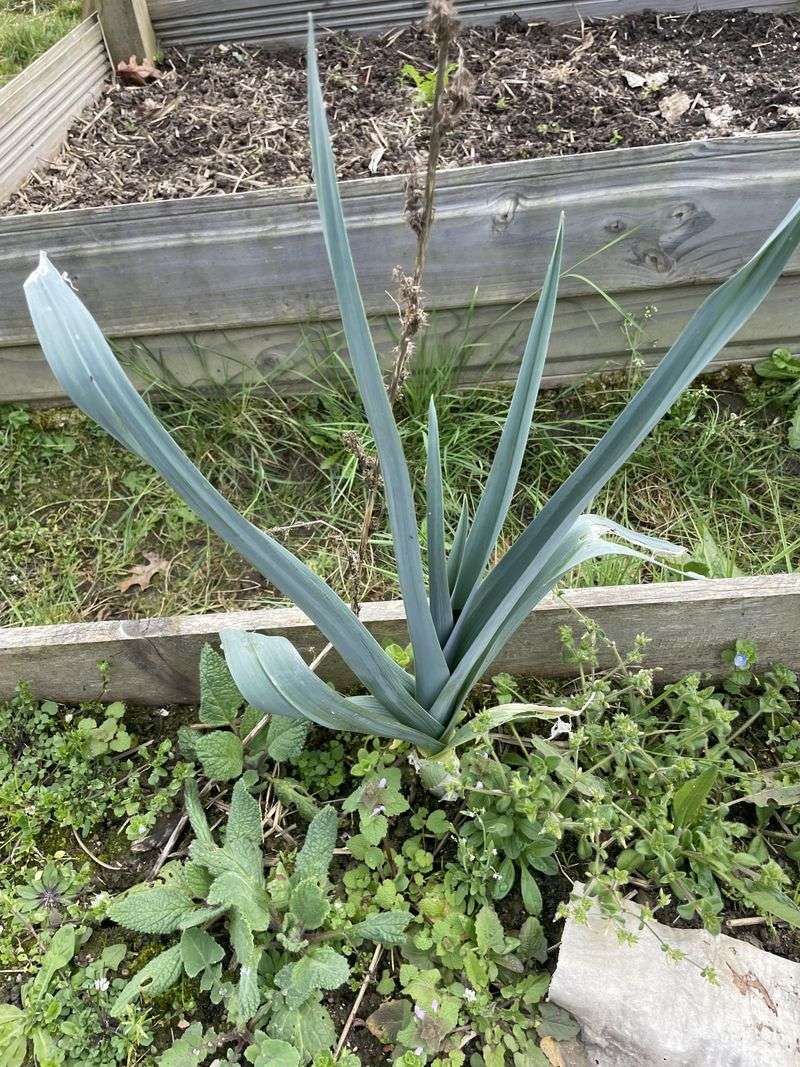 Leeks