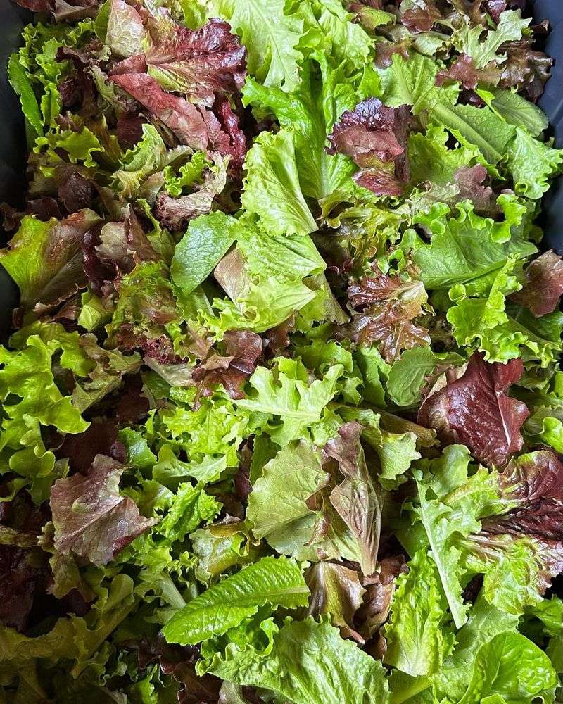 Lettuce: Endless Salads in Just 45 Days