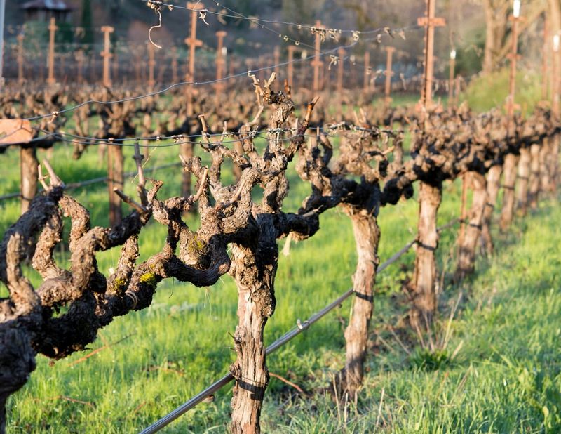 Grapes: Wine Country's Chemical Concern