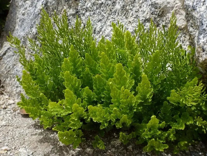 Parsley Fern (Cryptogramma acrostichoides)