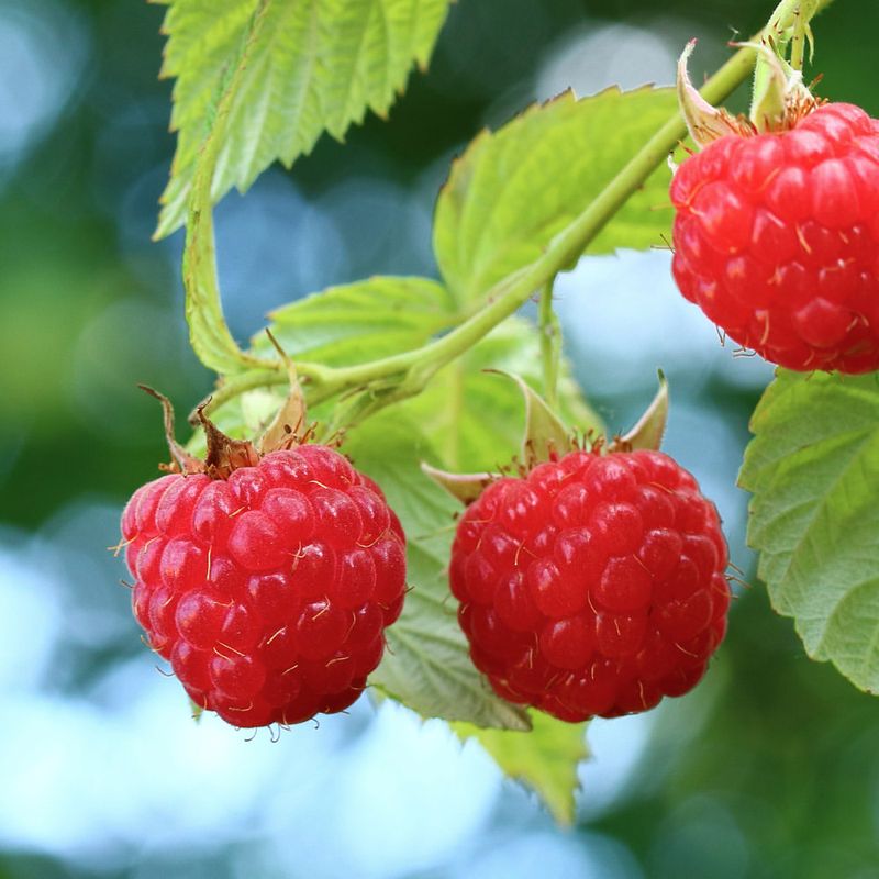 Raspberry Canes