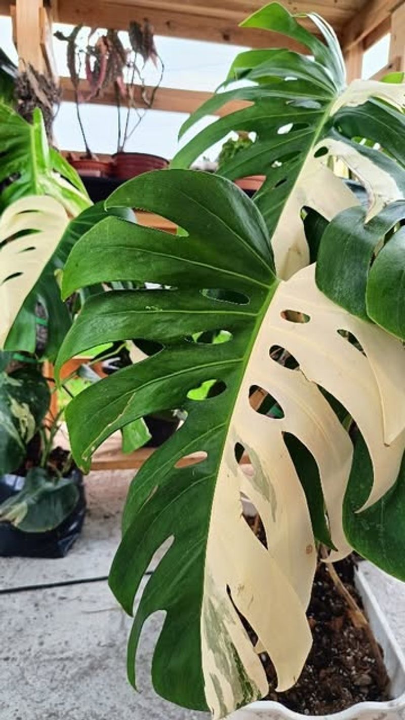 Half-Moon Variegated Monstera